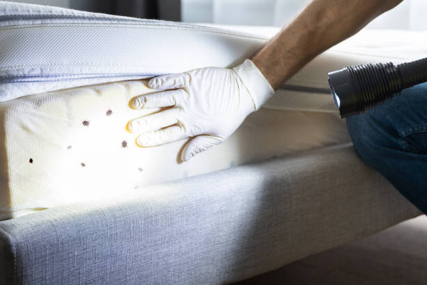 Professional Pest Control in Portageville, MO